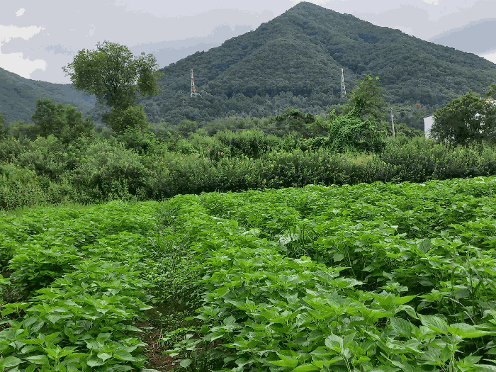물건 대표 사진